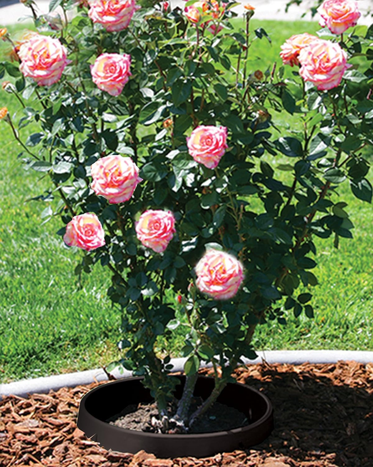 6 Pack 20 in Planting Rings Landscape Garden Protective Round Edging P718479