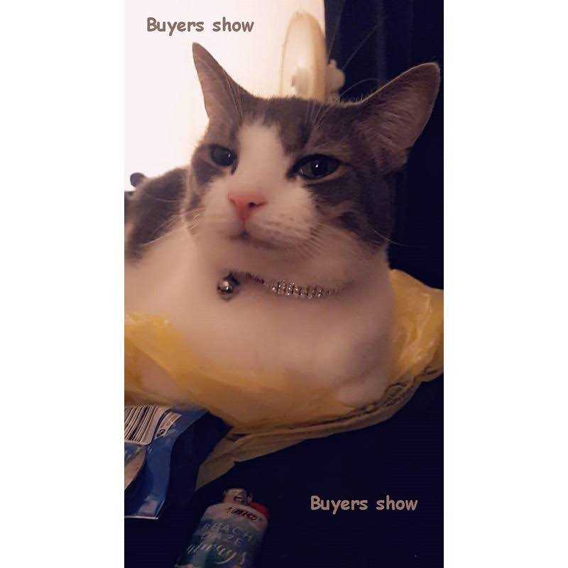 Soft Velvet Adjustable Cat Collar with Bells X759923