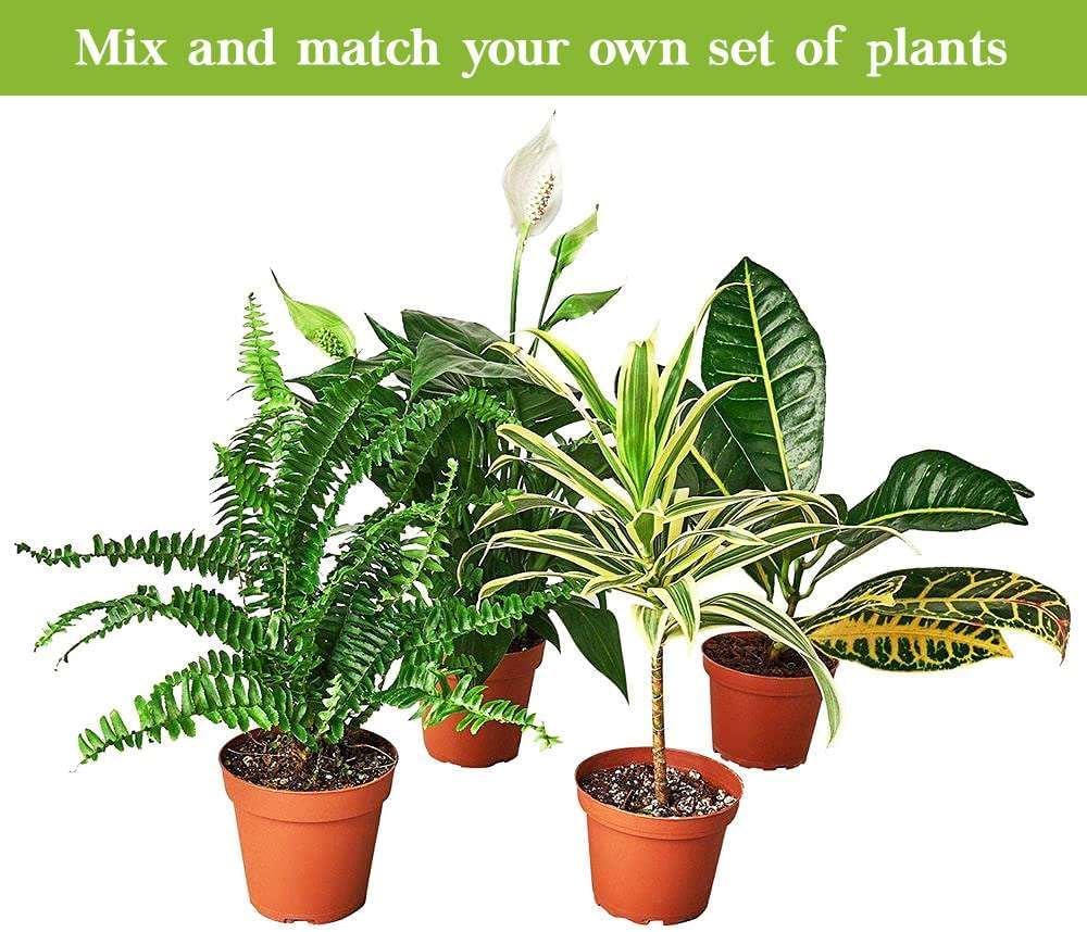 Croton Mammy Live Plant in 4'' & 6'' Pot R977