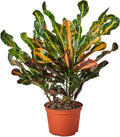 Croton Mammy Live Plant in 4'' & 6'' Pot R977