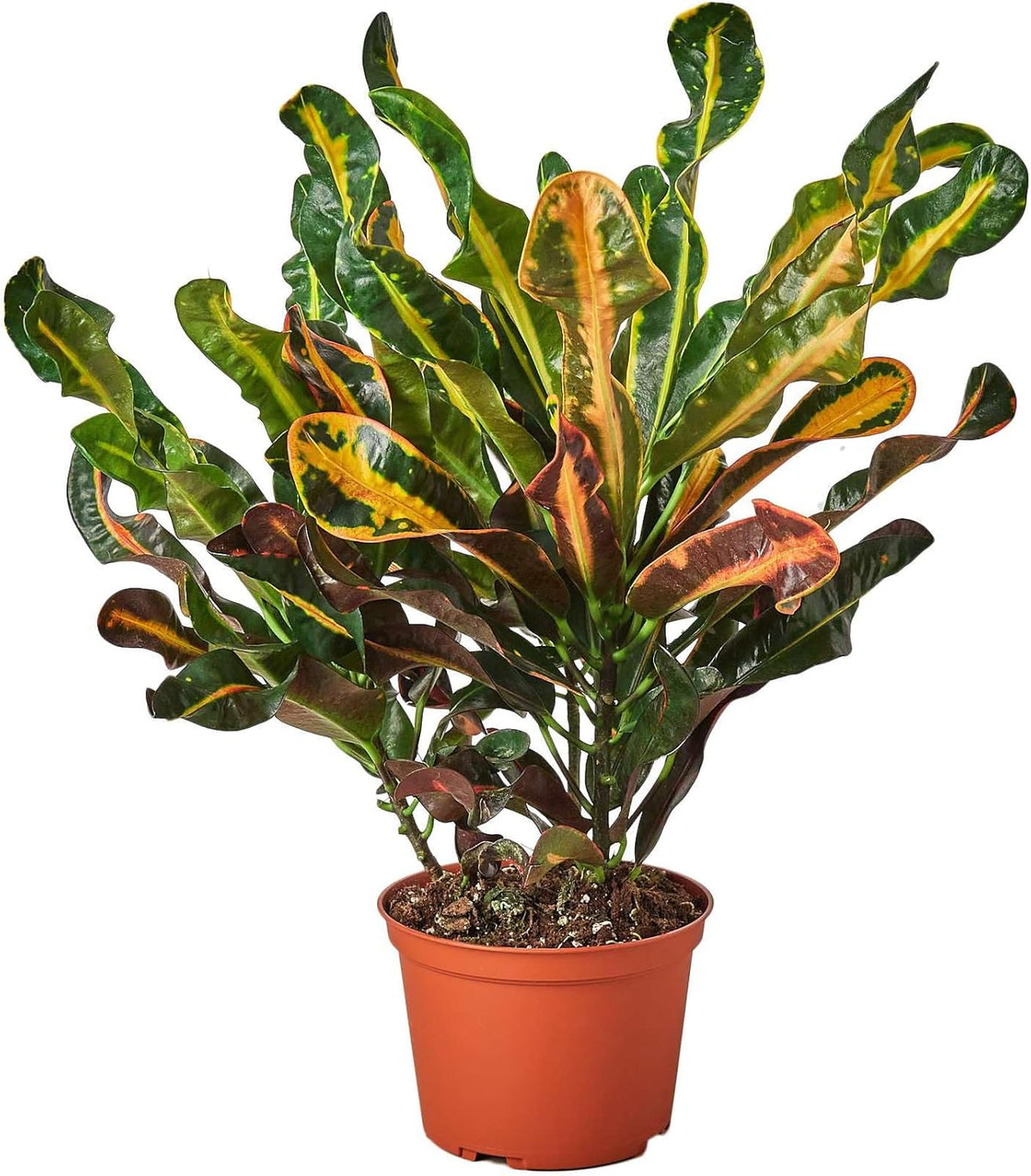 Croton Mammy Live Plant in 4'' & 6'' Pot R977