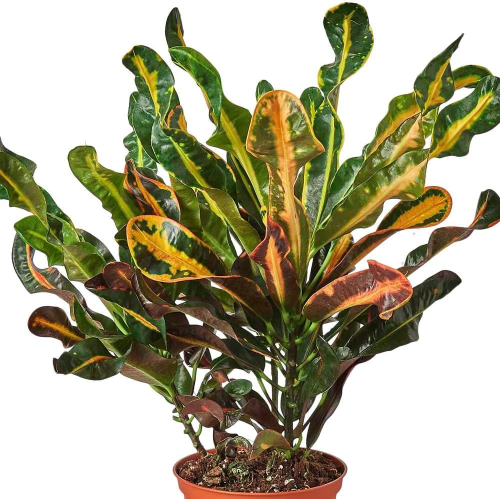 Croton Mammy Live Plant in 4'' & 6'' Pot R977