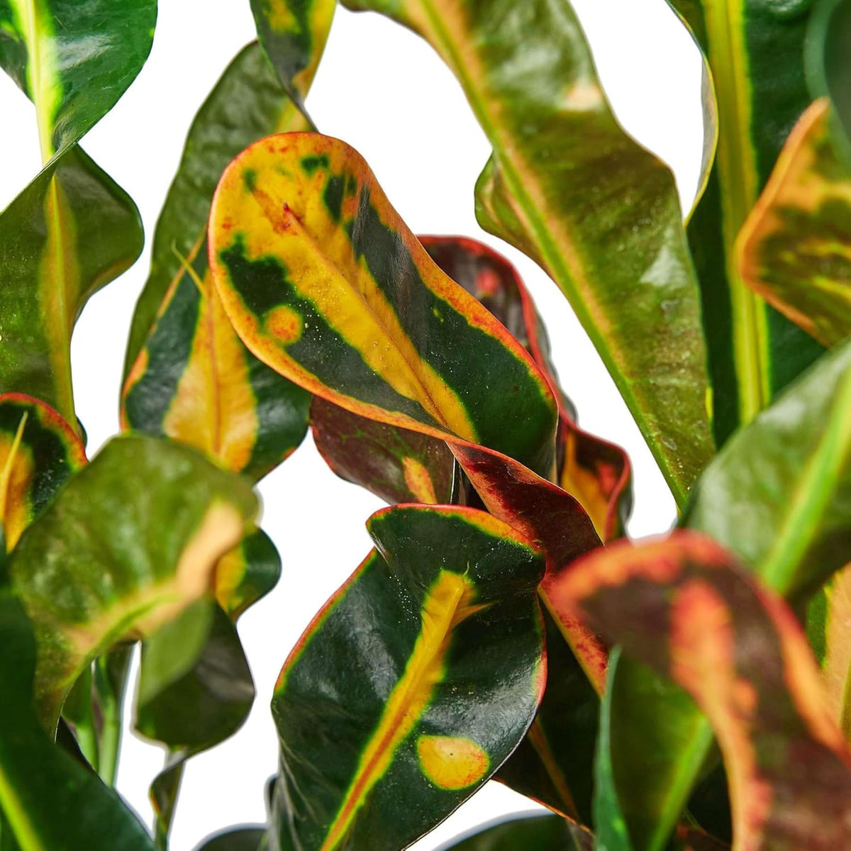 Croton Mammy Live Plant in 4'' & 6'' Pot R977