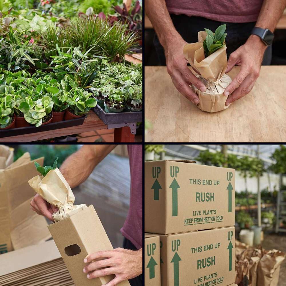 Croton Mammy Live Plant in 4'' & 6'' Pot R977