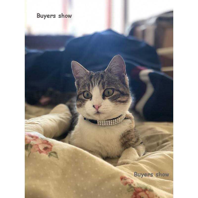Soft Velvet Adjustable Cat Collar with Bells X759923